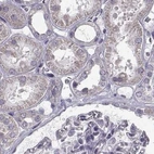 Immunohistochemical staining of human kidney using Anti-ARMC3 antibody HPA037824.