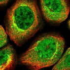 Immunofluorescent staining of human cell line A-431 shows localization to nucleoplasm, cytosol & the Golgi apparatus.