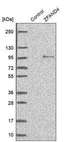 Western blot analysis in control (vector only transfected HEK293T lysate) and ZFAND4 over-expression lysate (Co-expressed with a C-terminal myc-DDK tag (~3.1 kDa) in mammalian HEK293T cells, LY406294).