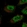Anti-STOX1 Antibody
