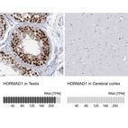 Anti-HORMAD1 Antibody
