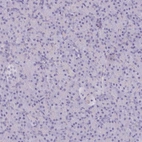 Immunohistochemical staining of human pancreas shows no positivity in exocrine glandular cells as expected.