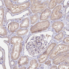 Anti-POGLUT1 Antibody