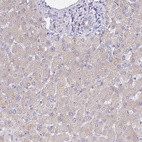 Anti-POGLUT1 Antibody