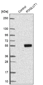 Western blot analysis in control (vector only transfected HEK293T lysate) and POGLUT1 over-expression lysate (Co-expressed with a C-terminal myc-DDK tag (~3.1 kDa) in mammalian HEK293T cells, LY407662).