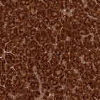 Anti-COPG1 Antibody