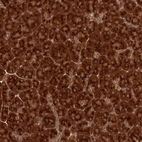 Anti-COPG1 Antibody