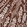 Anti-COPG1 Antibody