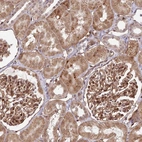 Anti-COPG1 Antibody