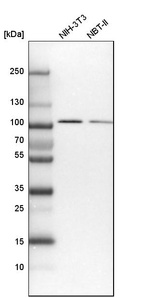 Western blot analysis in mouse cell line NIH-3T3 and rat cell line NBT-II.