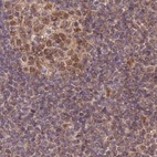 Anti-WAPL Antibody