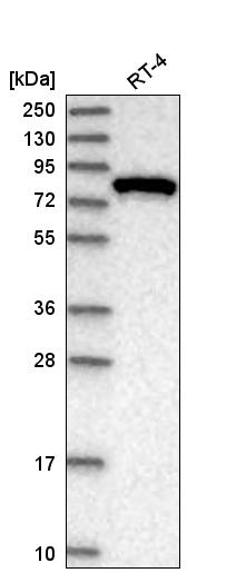 Anti-EXOC3 Antibody