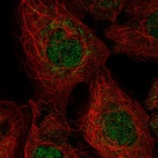 Immunofluorescent staining of human cell line A-431 shows localization to nucleoplasm & mitochondria.