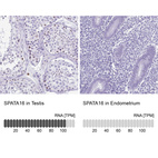 Anti-SPATA16 Antibody