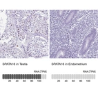 Anti-SPATA16 Antibody