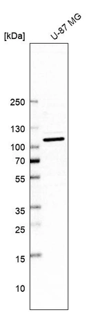 Western blot analysis in human cell line U-87 MG.