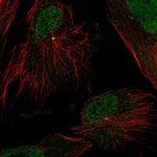 Immunofluorescent staining of human cell line U-251 MG shows localization to nucleoplasm & centrosome.