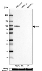 Anti-TNIP1 Antibody