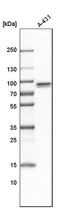 Western blot analysis in human cell line A-431.