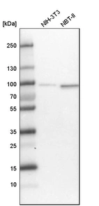 Western blot analysis in mouse cell line NIH-3T3 and rat cell line NBT-II.