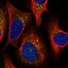 Immunofluorescent staining of human cell line U-2 OS shows localization to vesicles.