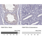 Anti-FAM170A Antibody