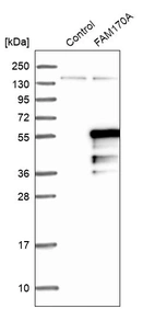 Western blot analysis in control (vector only transfected HEK293T lysate) and FAM170A over-expression lysate (Co-expressed with a C-terminal myc-DDK tag (~3.1 kDa) in mammalian HEK293T cells, LY405332).