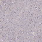 Immunohistochemical staining of human pancreas shows no positivity in exocrine glandular cells as expected.