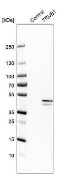 Western blot analysis in control (vector only transfected HEK293T lysate) and TRUB1 over-expression lysate (Co-expressed with a C-terminal myc-DDK tag (~3.1 kDa) in mammalian HEK293T cells, LY408372).