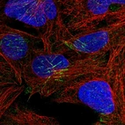 Immunofluorescent staining of human cell line U-2 OS shows localization to actin filaments.