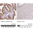 Anti-PRDX5 Antibody
