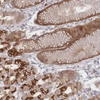 Immunohistochemical staining of human stomach shows strong cytoplasmic positivity in glandular cells.