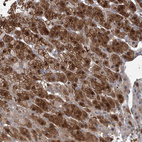 Immunohistochemical staining of human adrenal gland shows strong cytoplasmic positivity in glandular cells.