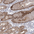 Immunohistochemical staining of human stomach shows strong cytoplasmic positivity in glandular cells.