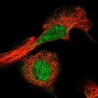 Immunofluorescent staining of human cell line U-2 OS shows localization to nucleoplasm.