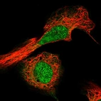 Immunofluorescent staining of human cell line U-2 OS shows localization to nucleoplasm.