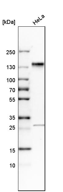 Anti-SH3PXD2A Antibody