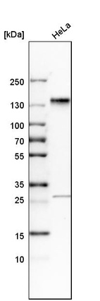 Anti-SH3PXD2A Antibody