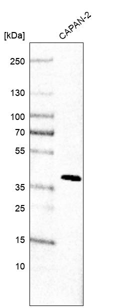 Anti-STN1 Antibody