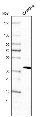 Anti-STN1 Antibody