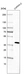 Anti-STN1 Antibody