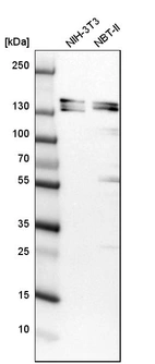 Western blot analysis in mouse cell line NIH-3T3 and rat cell line NBT-II.