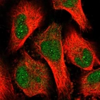 Immunofluorescent staining of human cell line U-251 MG shows localization to nucleus & nucleoli fibrillar center.