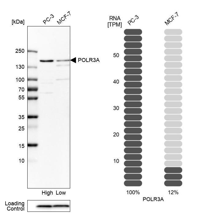 Anti-POLR3A Antibody