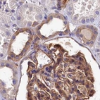 Immunohistochemical staining of human kidney using Anti-TNKS1BP1 antibody HPA037929.