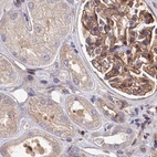 Immunohistochemical staining of human kidney using Anti-TNKS1BP1 antibody HPA037930.