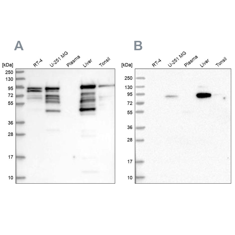 Anti-SHTN1 Antibody