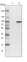 Anti-SHTN1 Antibody