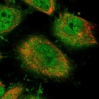 Immunofluorescent staining of human cell line U-251 MG shows localization to nucleoplasm, plasma membrane & cytosol.