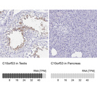 Anti-C10orf53 Antibody